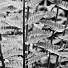 Ferns 1